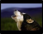 Foto Foto del ratón MAT of Rally escocés de trineo de perros