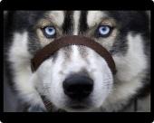 Foto Foto del ratón MAT of Trineo perro Rally - Aviemore