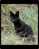 Foto Foto del ratón MAT of Un gato negro un serval 10
