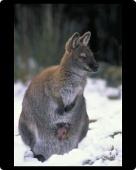 Foto Foto del ratón MAT of Wallaby de cuello rojo / walabí de Bennett