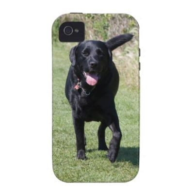 Foto Foto hermosa del perro negro del labrador retrieve Iphone 4 Carcasa