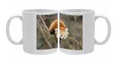 Foto Foto Mug of Panda rojo / Oso Panda menor / rojo Cat-bear