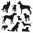 Foto FotoMural Dogs silhouette