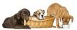 Foto FotoMural Group of dogs, eating, in wicker basket
