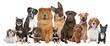 Foto FotoMural Group of twelve dogs