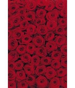 Foto Fotomural komar roses