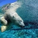 Foto Fotomurales - Animales - Oso Polar