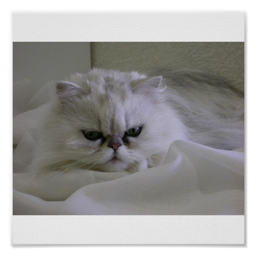 Foto Gato blanco que miente en la cama Posters