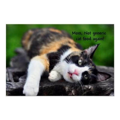 Foto Gato de calicó lindo, 