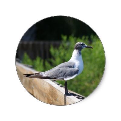 Foto Gaviota Pegatina Redonda