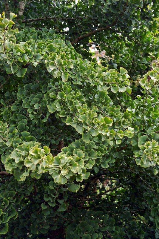 Foto Ginkgo - Ginkgo biloba - Samen