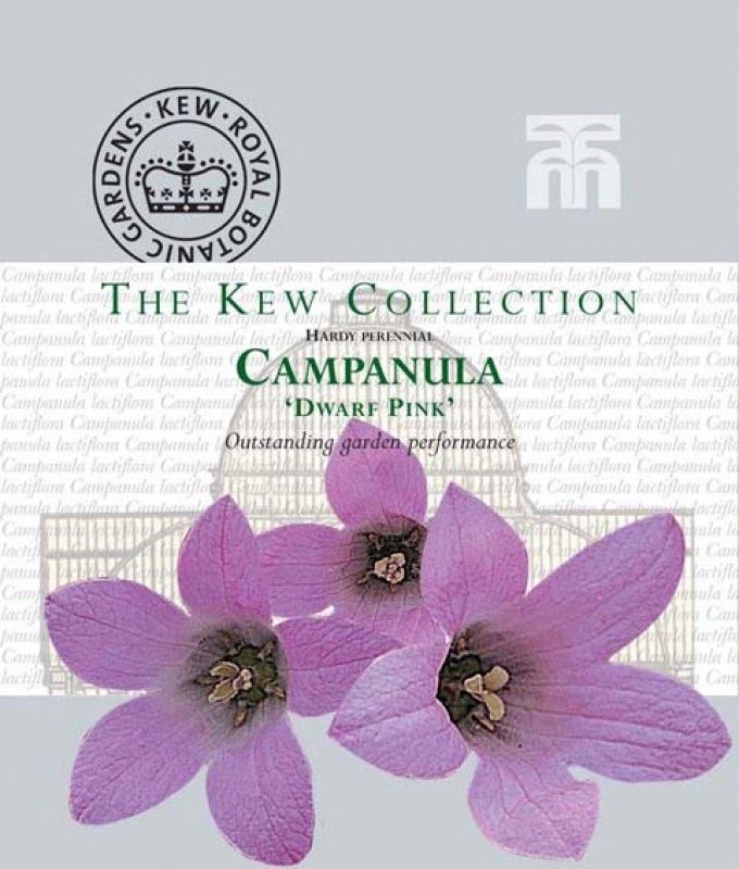 Foto Glockenblume, Riesendolden-Glockenblume 'Dwarf Pink' - Campanula lacti