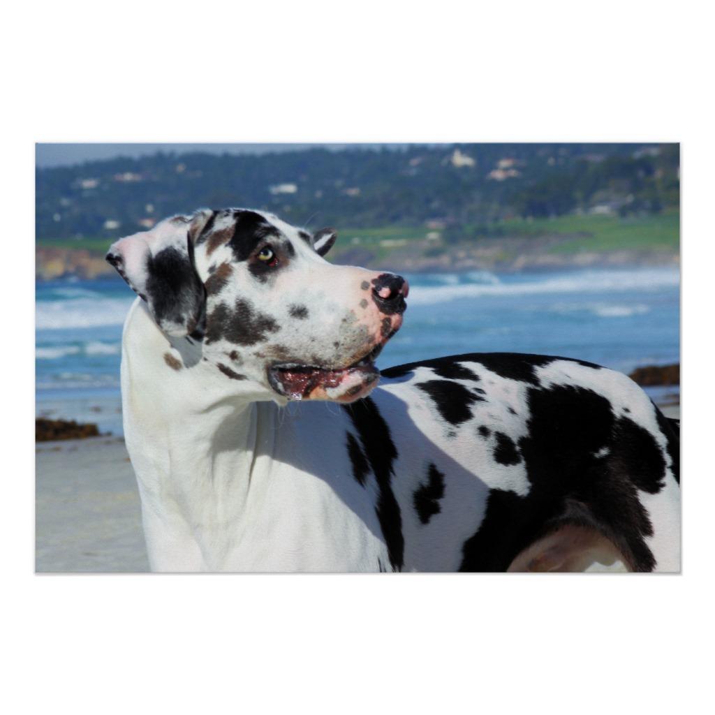 Foto Great dane - Harlequin - duende Posters