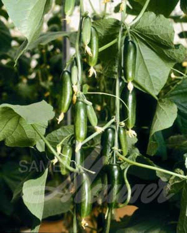 Foto Gurke, Mini-Gurke 'Rimoni' - Cucumis sativus - Samen