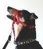 Foto Halti Collar – Talla 5
