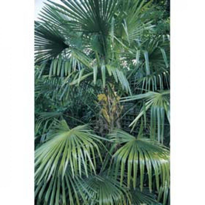 Foto Hanfpalme - Tracycarpus fortunei - Samen
