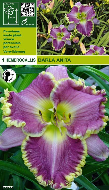 Foto HEMEROCALLIS DARLA ANITA