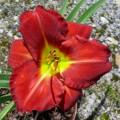 Foto Hemerocallis Obssesion In Red M17