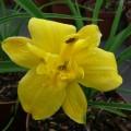 Foto Hemerocallis Yellow Bouquet M17