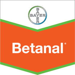 Foto Herbicida bayer betanal am 22 1 litro