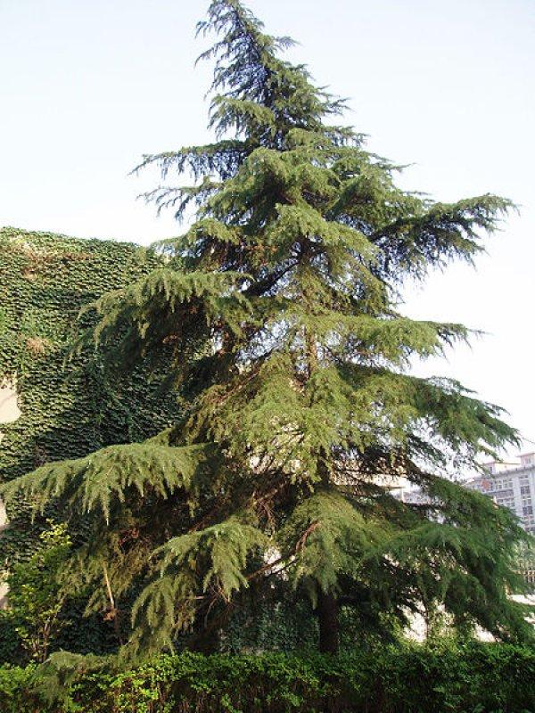 Foto Himalaya-Zeder - Cedrus deodora - Samen