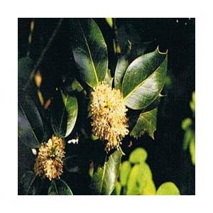 Foto Holly bach flower remedy 10ml