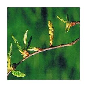 Foto Hornbeam bach flower remedy 10ml
