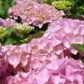 Foto Hydrangea Macr. Freudestein M19, Hortensia Rosa