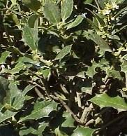 Foto Ilex x meserveae blue maid maceta 10 litros