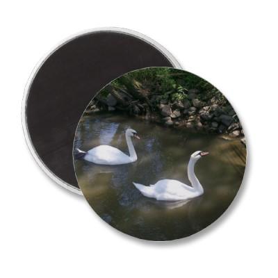 Foto Imán curioso de los cisnes