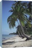 Foto Impresión de lona de 51cm of Playa de arena blanca y palmeras...