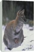 Foto Impresión de lona de 51cm of Wallaby de cuello rojo / walabí de...