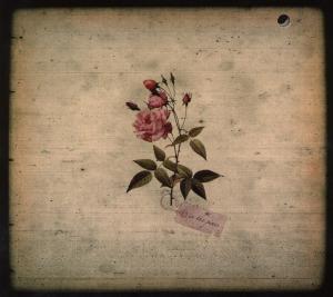 Foto In The Pines: In The Pines CD