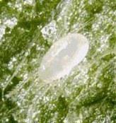Foto Insecto antiplagas amblyline cu crs amblyseius cucumeris