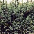 Foto Juniperus Sabina Tamariscifolia M19