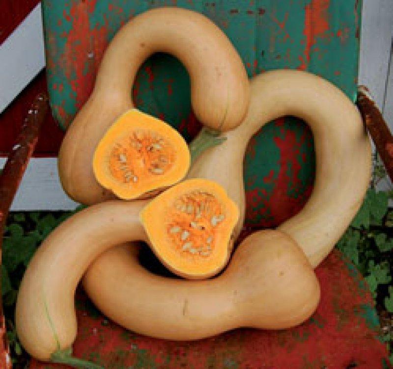 Foto Kürbis 'Dutch Crookneck' - Cucurbita moschata - Samen