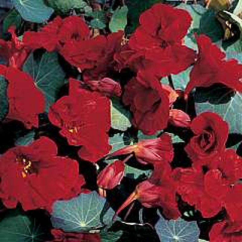 Foto Kapuzinerkresse 'Cobra' - Tropaeolum majus - Samen