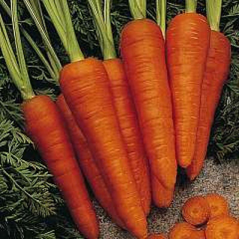 Foto Karotte 'Healthmaster' Daucus carota - Samen