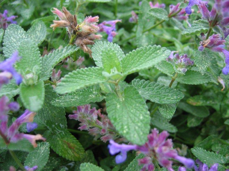 Foto Katzenminze - Nepeta mussinii - Samen