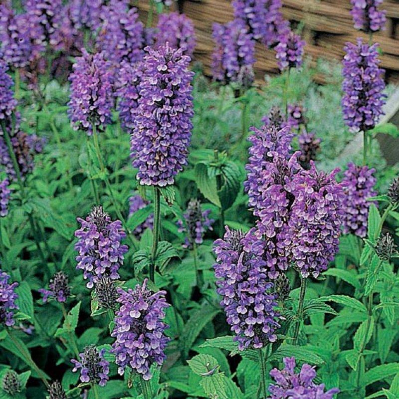 Foto Katzenminze, Kaschmirminze 'Blue Moon' - Nepeta nervosa - Samen