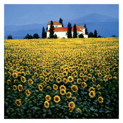 Foto Lámina Campo de girasoles de Steve Thoms, 81x81 in.