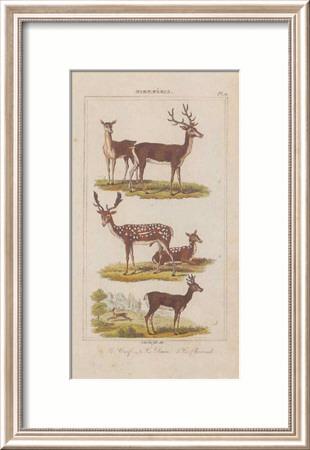 Foto Lámina enmarcada Cerf, 57x39 in.