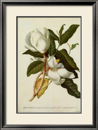 Foto Lámina enmarcada Magnolia Altissima de Georg Dionysius Ehret, 72x54 in.