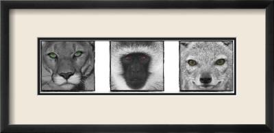 Foto Lámina enmarcada Tri-Color Vision de Susann & Frank Parker, 28x59 in.