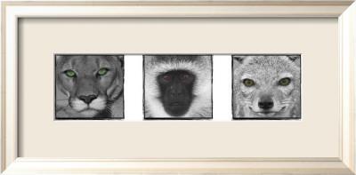 Foto Lámina enmarcada Tri-Color Vision de Susann & Frank Parker, 29x59 in.