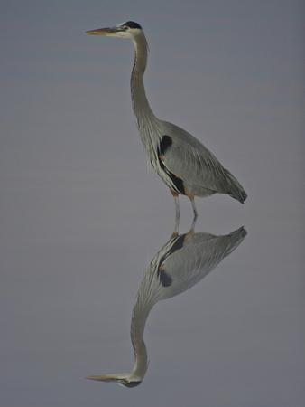 Foto Lámina fotográfica A Great Blue Heron, Ardea Herodias, and it's Reflection in Water de Robbie George, 61x46 in.