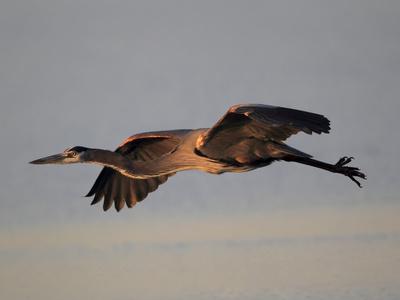 Foto Lámina fotográfica A Great Blue Heron, Ardea Herodias, Flying at Sunset de Robbie George, 61x46 in.