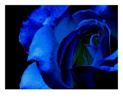 Foto Lámina fotográfica Blue Rose On Black Background de Sally Stoneking, 51x41 in.