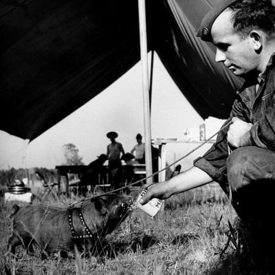 Foto Lámina fotográfica de primera calidad A View of a Soldier Feeding a Pet Pig Who Became the Company Mascot de John Phillips, 41x41 in.