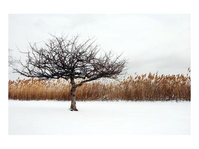 Foto Lámina giclée de primera calidad Armonía invernal de Jan Michael Ringlever, 91x122 in.